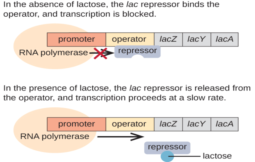 Operon Theory: Regulation of Gene Expression 2 Lac operon