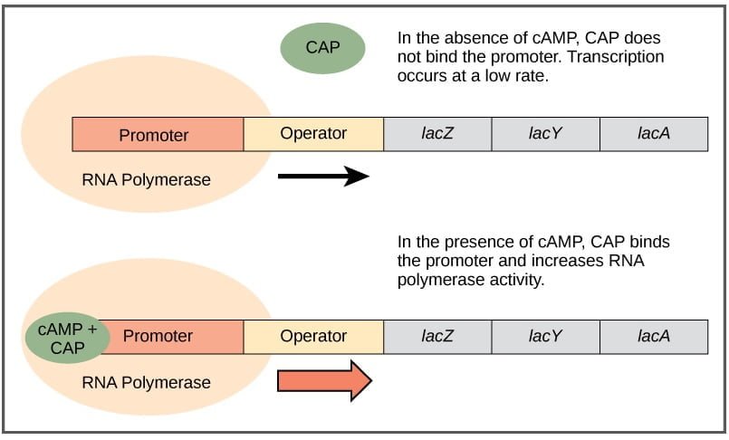 Operon Theory: Regulation of Gene Expression 3 Lac Operon
