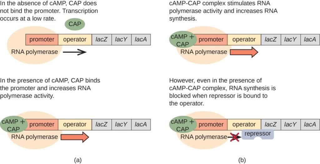 Operon Theory: Regulation of Gene Expression 4 Operon Model