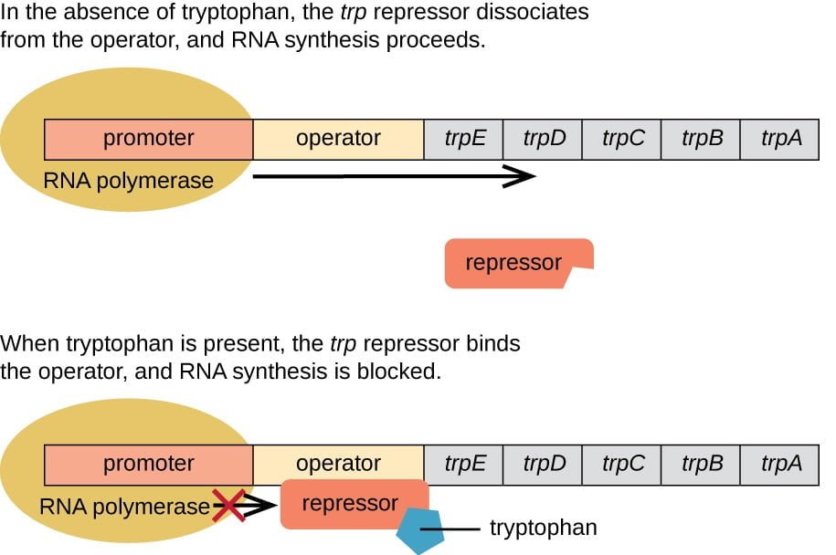Operon Theory: Regulation of Gene Expression 5 Operon Theory